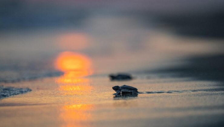 106 bin 348 yavru kaplumbağa denize kavuştu