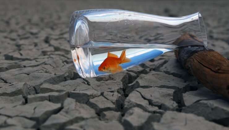 Araştırma: İklim değişikliği hayvanlardan bulaşan hastalıkları etkileyebilir