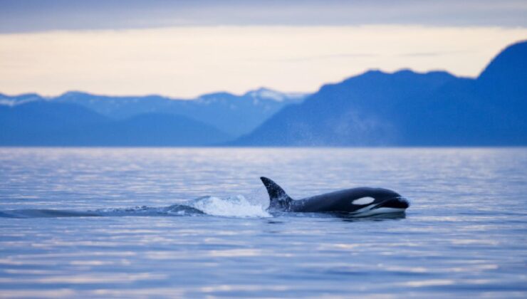 Balinalarının nefesinde ölümcül bir virüs tespit edildi
