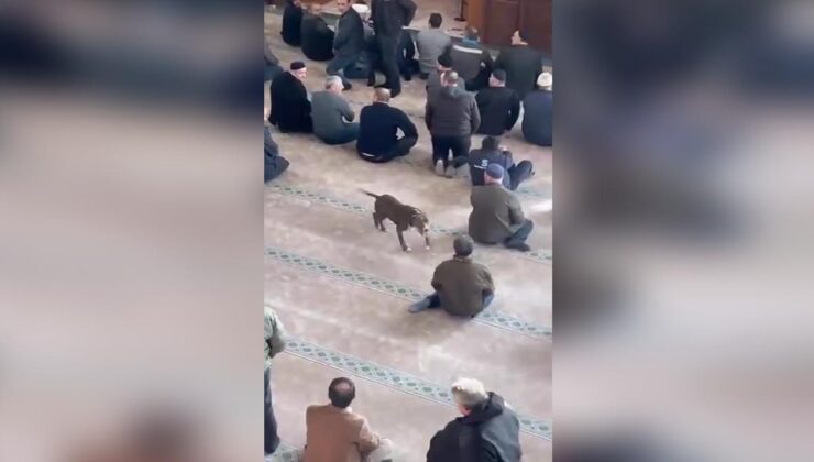 Camide başıboş gezen pitbullun sahibine adli ve idari işlem uygulandı