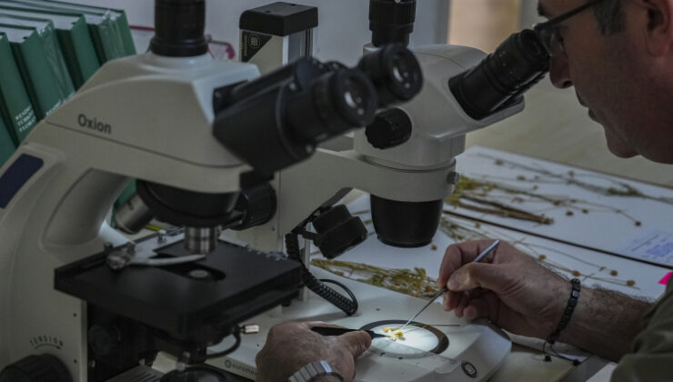 Denizli’de yeni bitki türü keşfedildi