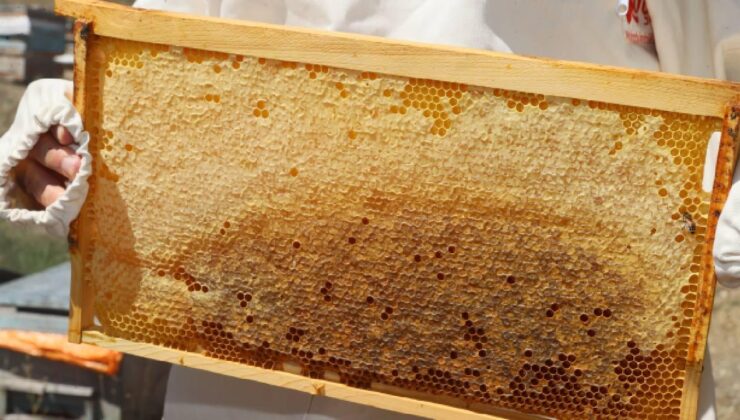 Doğu Karadenizden 11 ayda 452 ton bal ihracatı