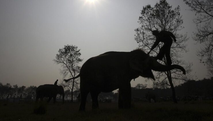 Hindistan’da filler 5 kişiyi öldürdü