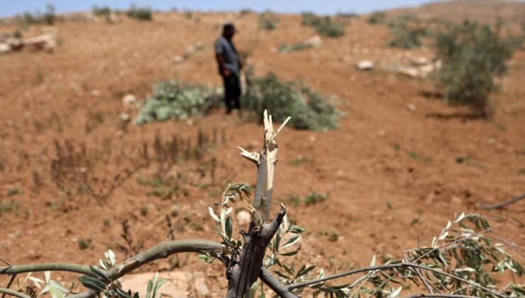 İşgalci İsrail ordusu Batı Şeria’da Filistinlilerin yaklaşık 400 zeytin ağacını söktü