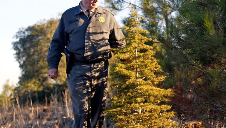 Kaçak ağaç kesimine karşı ormanlar 7 gün 24 saat korunuyor