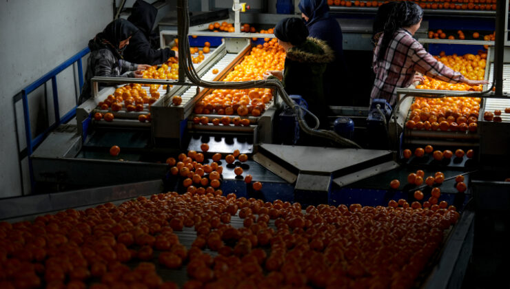 Mandalinada tarihi ihracat rekoru