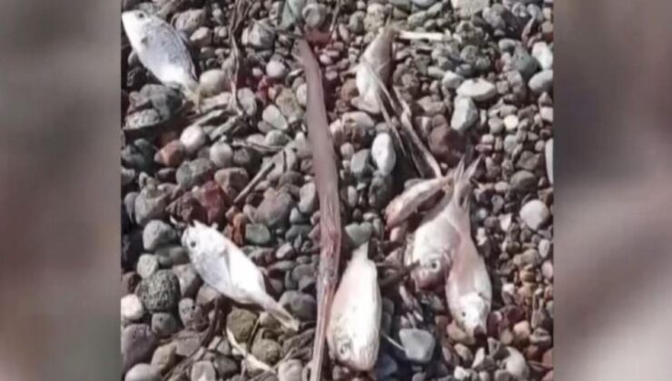 Muğla’da ölü balıklar kıyıya vurdu