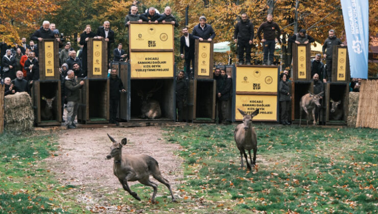 Nesli tehlike altındaki kızıl geyikler İstanbul’da koruma altında çoğaltılıyor