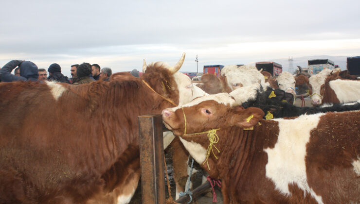 Şarkışla Canlı Hayvan Pazarı yeniden açıldı