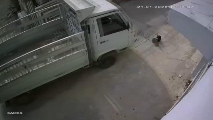 Adana’da kedi ezen sürücüye barınakta çalışma cezası