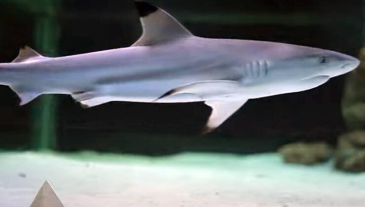 Brezilya’da bir çocuk köpekbalığı saldırısı sonucu öldü