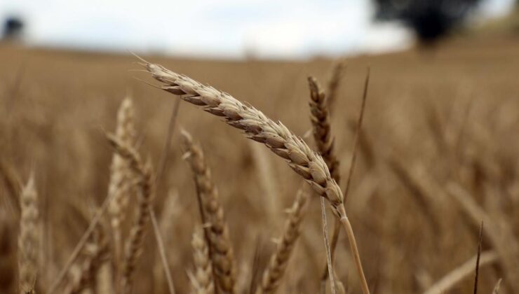 Destek ödemeleri çiftçilerin hesaplarına yatırılmaya başladı