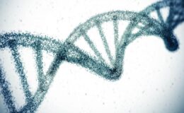 Genetik faktörlerin yaşam süresi üzerindeki etkisi tahminlerin üzerinde