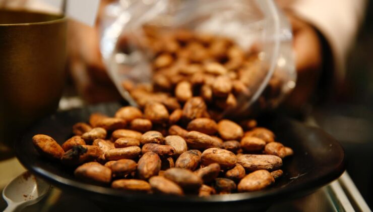 Kakao fiyatları tüm zamanların en hızlı yıllık düşüşünü gördü