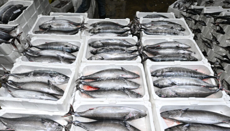 Marmara Denizi’nde torik bolluğu