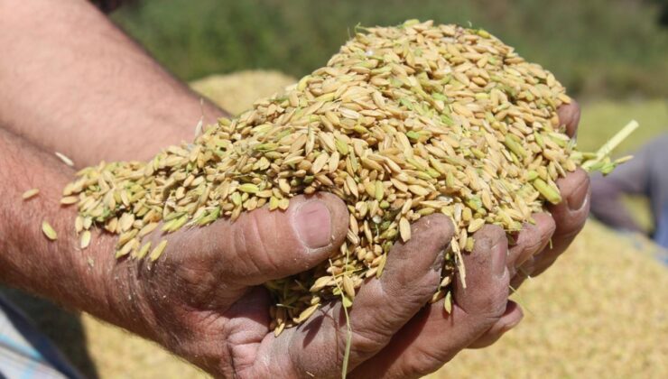 TMO, çeltik alım fiyatlarını belirledi