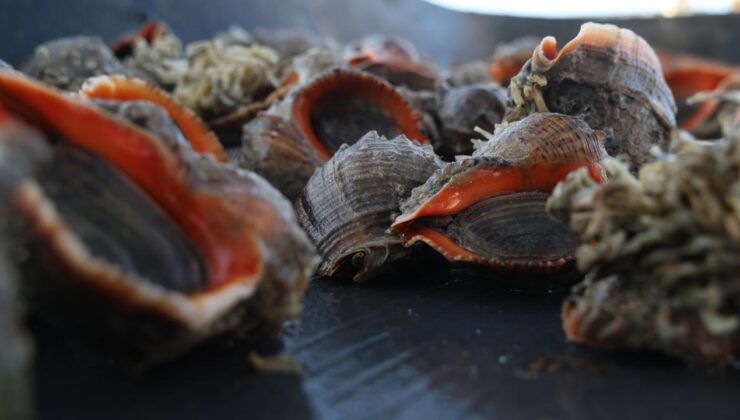 Türkiye’nin deniz salyangozu ihracatı 20,9 milyon doları aştı