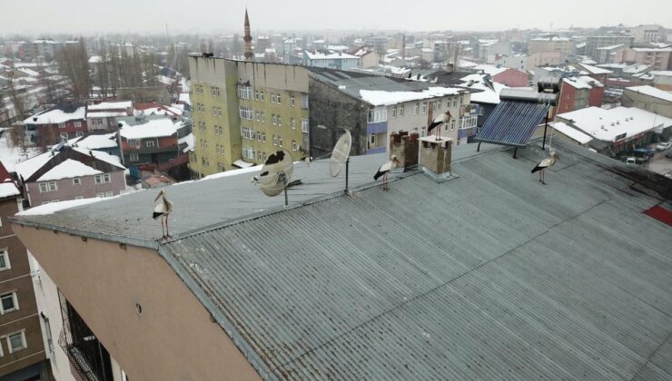 Ağrı’da kışın ortasında leylek sürprizi