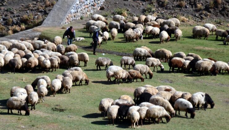 Aksaray’da küçükbaş hayvancılığa dev destek