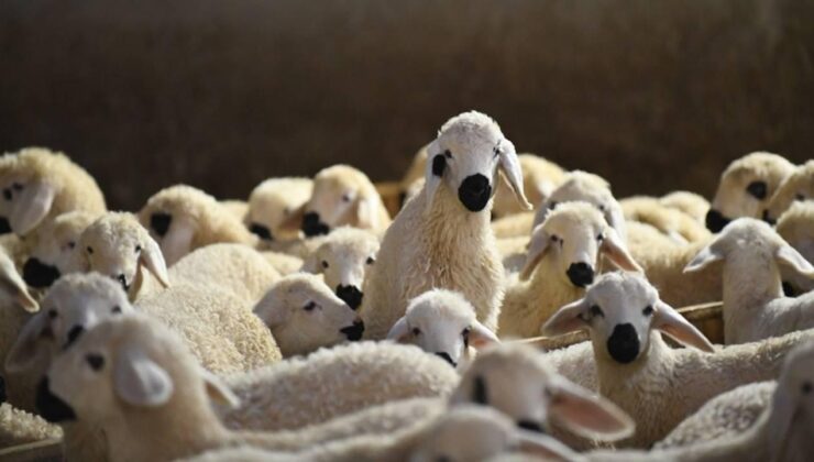 Aksaray’da küçükbaş hayvancılığa finansman desteği