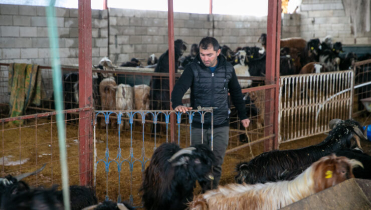 Depremde hayvanlarını kaybeden besici, devlet desteğiyle üretime devam ediyor