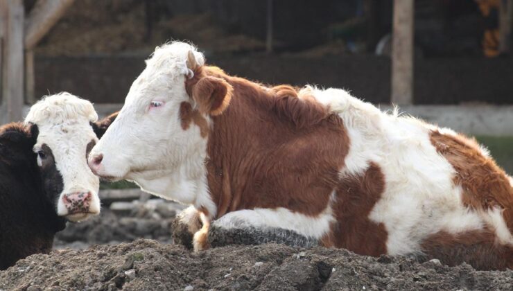 Güney Afrika’da şap salgını nedeniyle ulusal afet hali ilan edildi