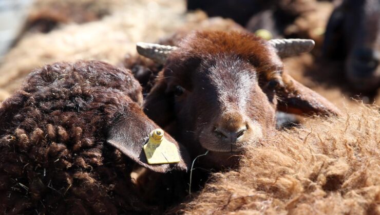 İngiltere’de kan donduran sadistlik: Koyuna işkence edip havai fişekle patlattılar