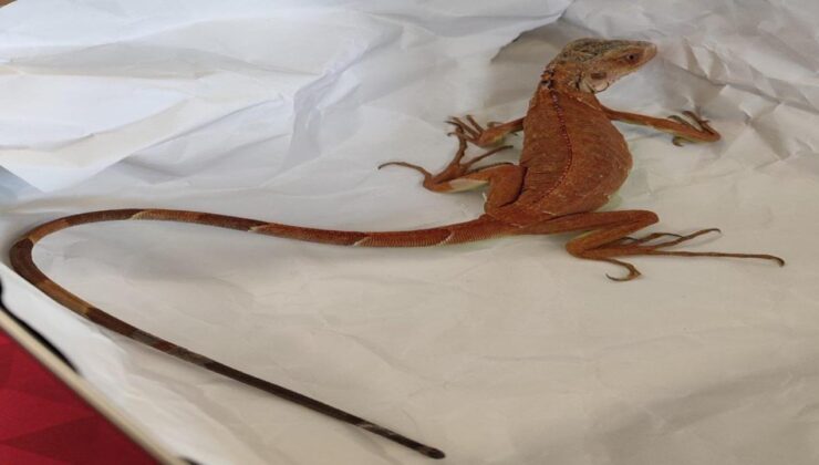 Nevşehir’de evinde izinsiz iguana besleyen kişiye para cezası uygulandı