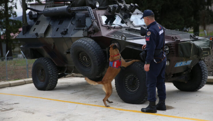 Ordu’nun kahraman patileri: 9 hassas burun suçlulara göz açtırmıyor