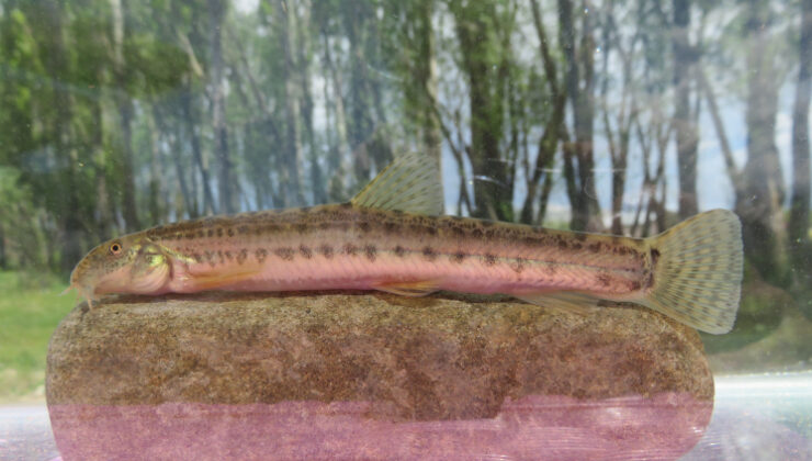 Türkiye’de tatlı su balıkları tehlike altında