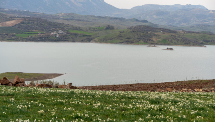 Baharın habercisi nergisler çiçek açtı