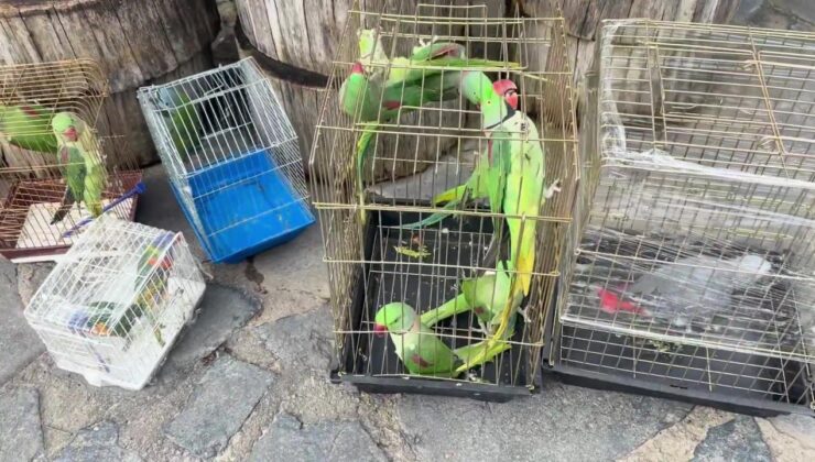 İstanbul’da petshop denetiminde 39 papağana el konuldu