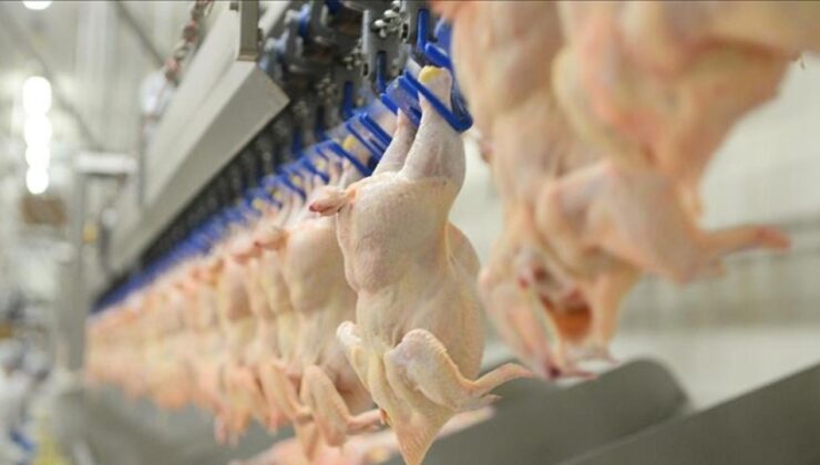 Tavuk eti üretimi ocakta arttı