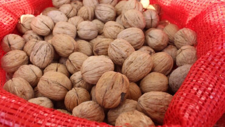 TİGEM 20 ton mahsul ceviz satacak