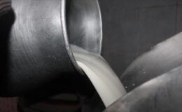 Toplanan inek sütü miktarı ocakta 944 bin 926 ton oldu