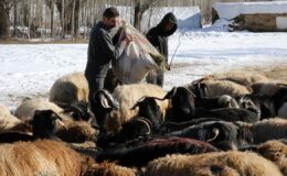 Yerel Kalkınma Hamlesi başvuruları yarın başlıyor
