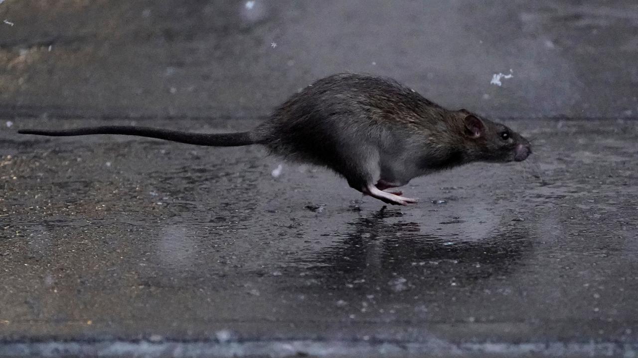 Brüksel’in tarihi ve turistik merkezinde fare sorunu gündemde