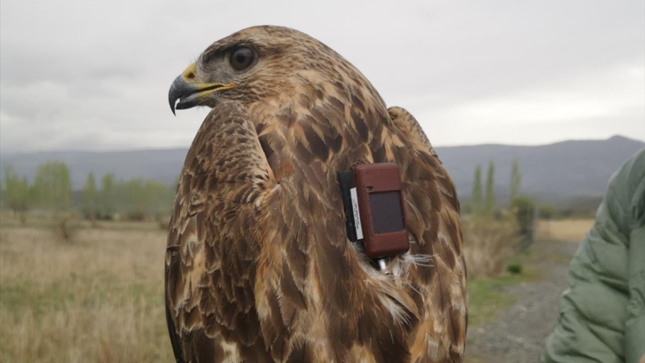 Şahinin göç yolculuğu: 14 ülke, 6 bin kilometre